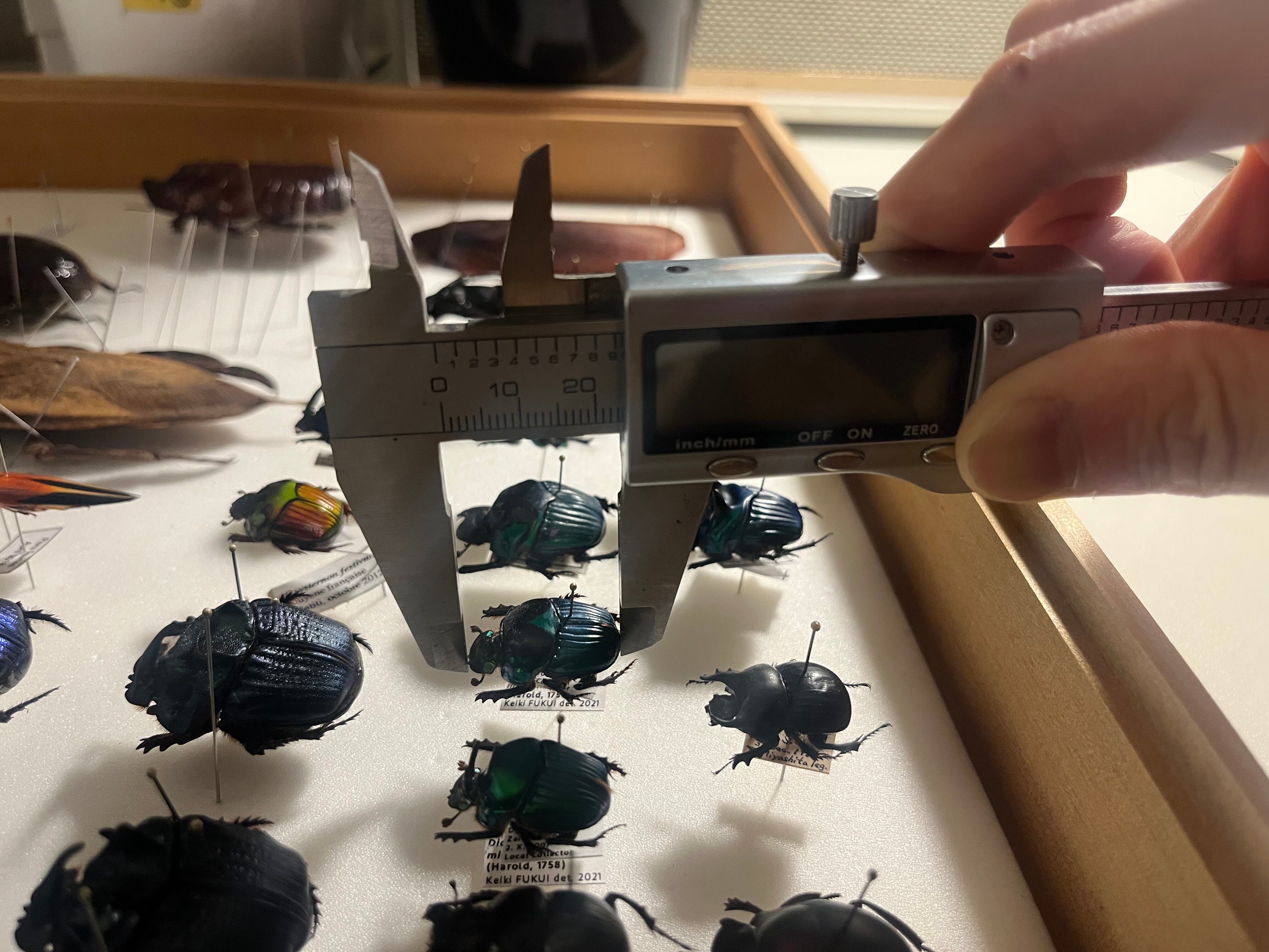 極美展足】Diabroctis mirabilisダイコクコガネ 24mm♀