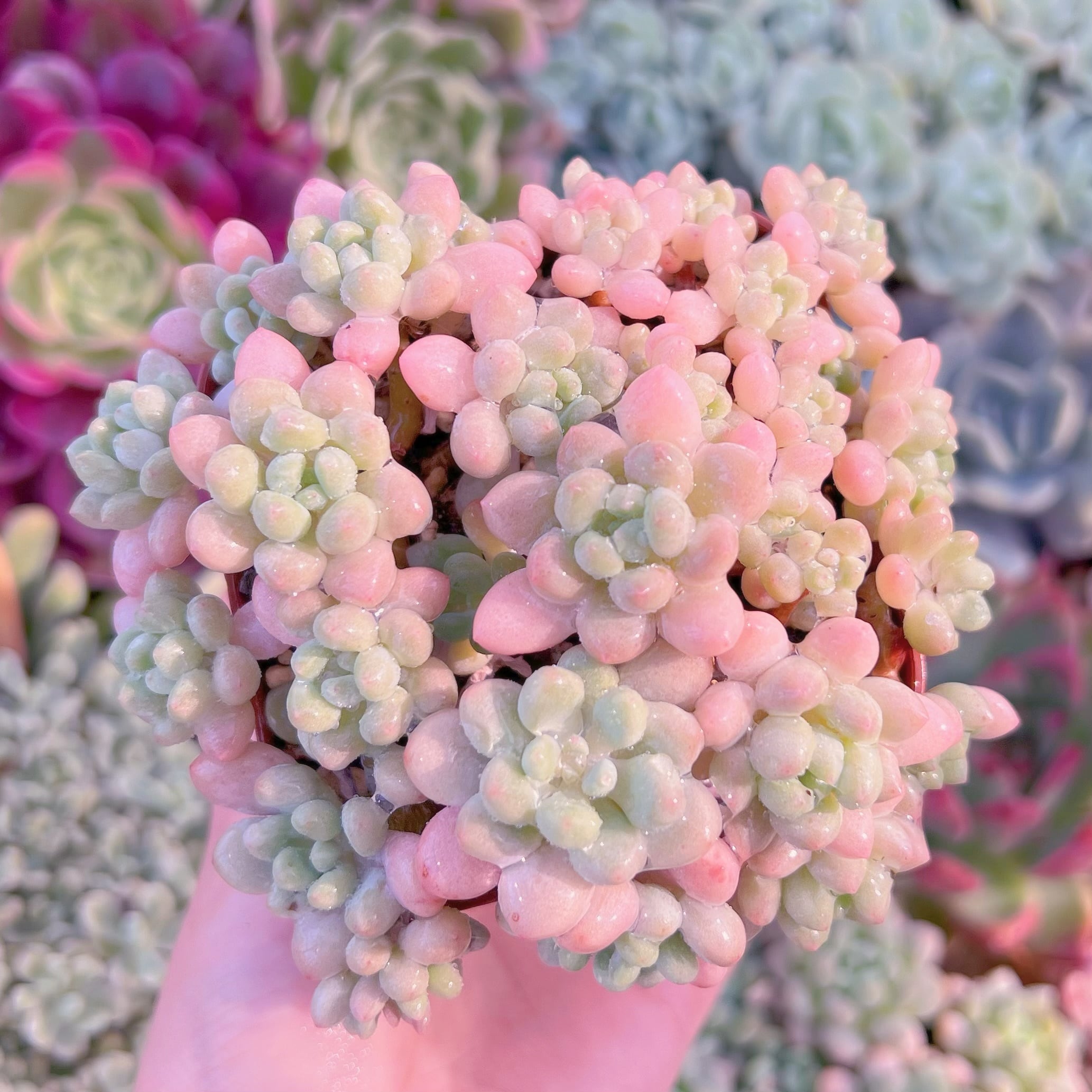 現品　ストロベリーミルク#023　るる農園