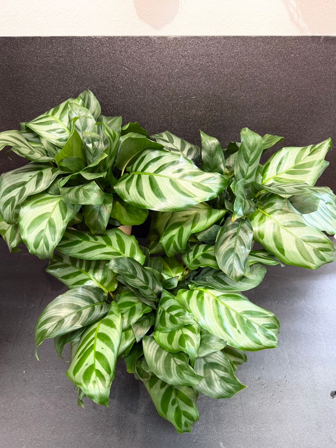 カラテア フレディ　観葉植物 カラテア ・ フレディ 糸島市 / cocoha [AWB017] 観葉植物 グリーン