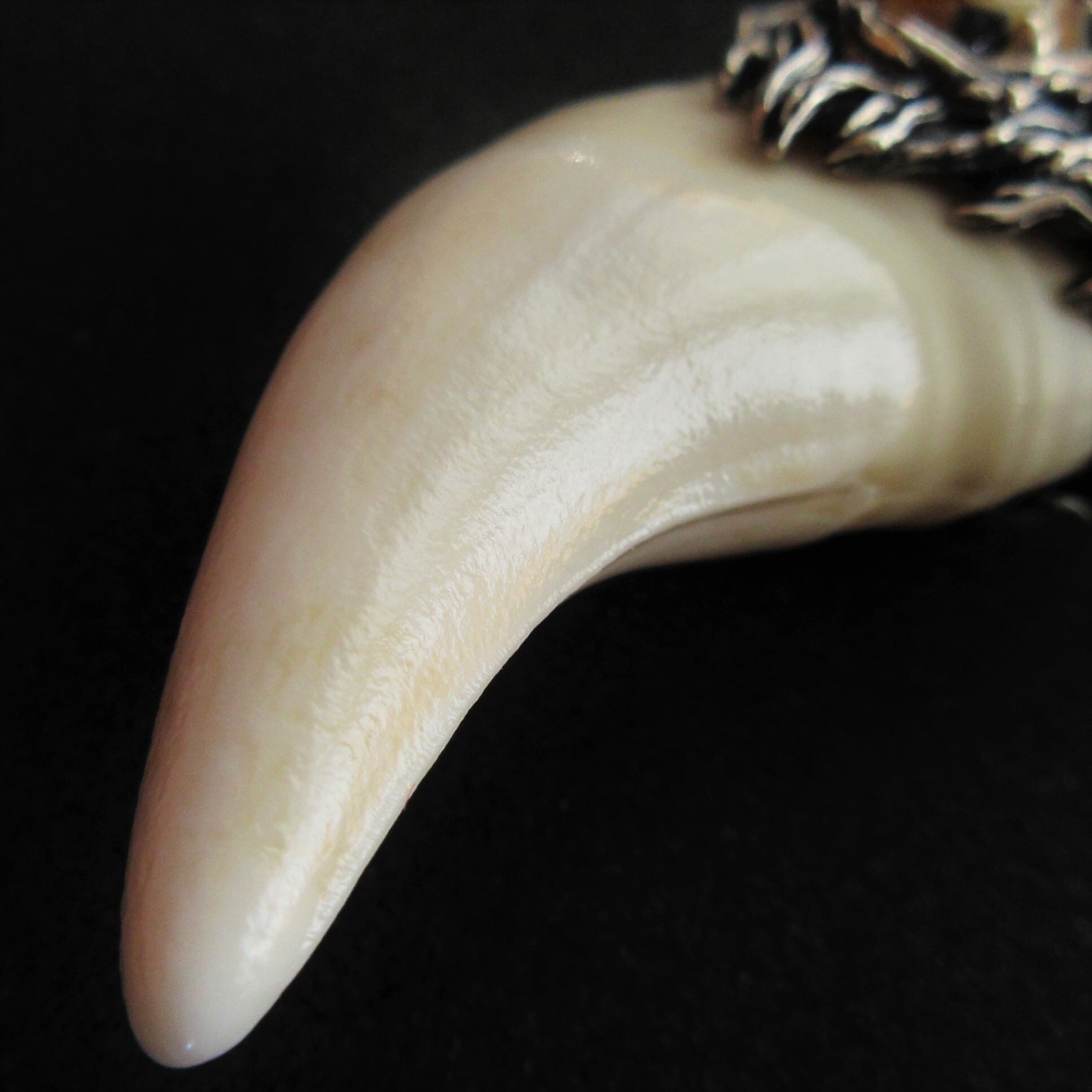 キムンカムイのお守り（牙）【過去作品】 | Amule-arcana