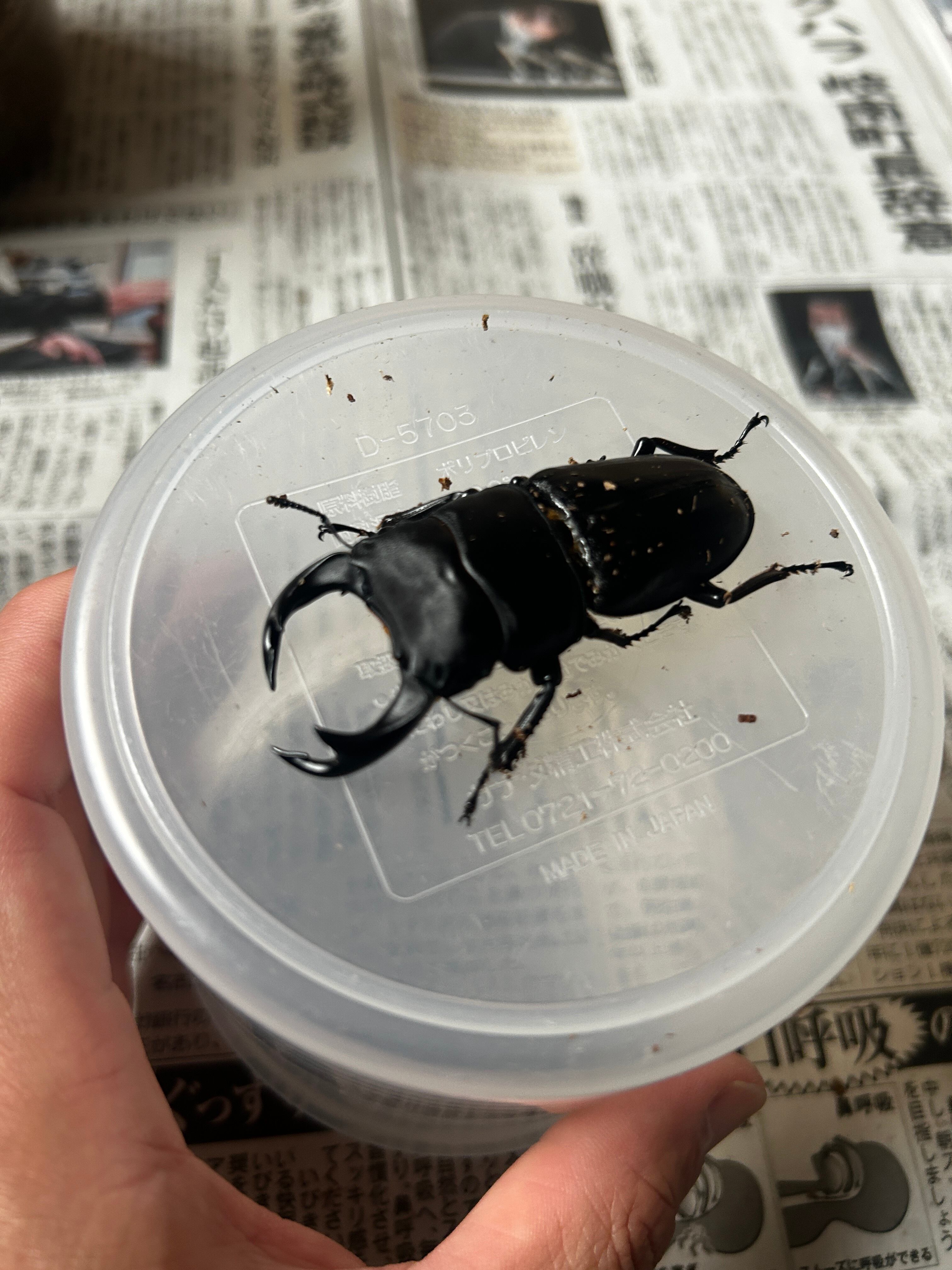 5】♂76mm国産オオクワガタ能勢YG血統 単品 大阪府能勢町産 | Pay ID