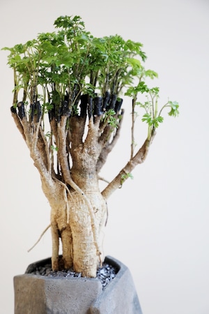 【M】ポリシャス パーセリー/Polyscias