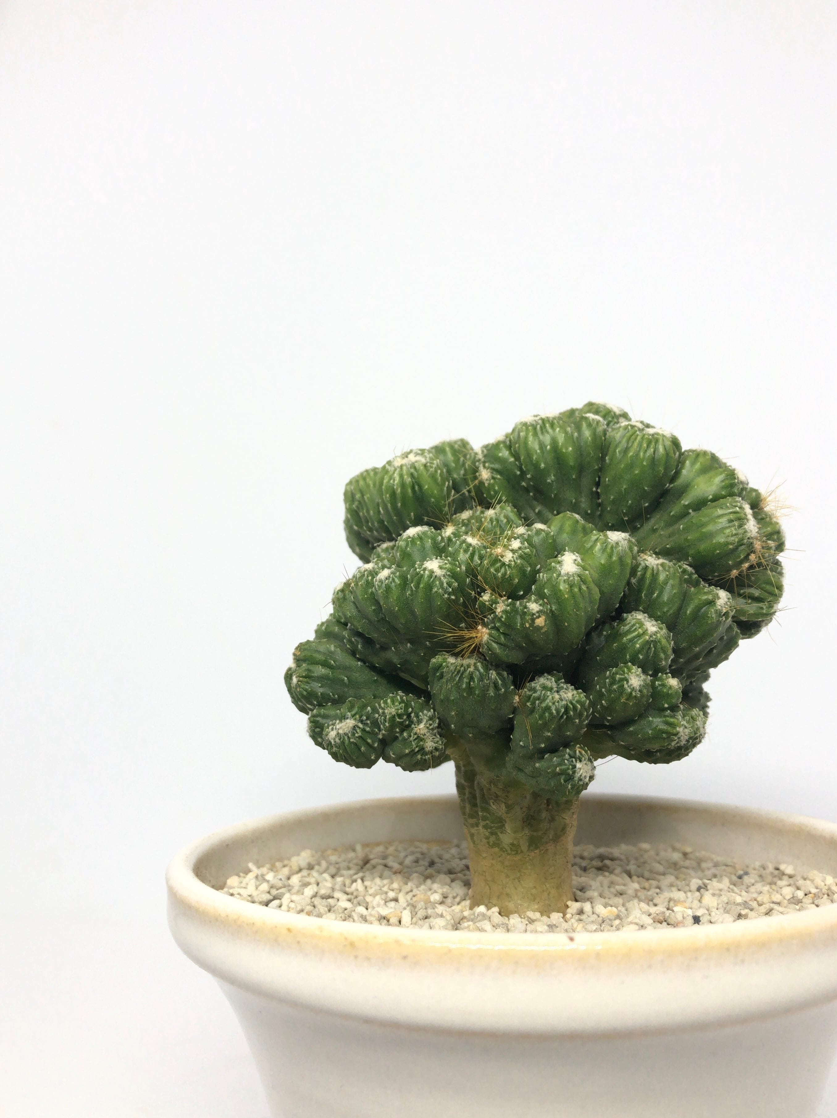 新商品✨16㎝セレウス ペルビアナス スピラリス G発根済み✨サボテン 新商品✨16㎝セレウス ペルビアナス スピラリス G発根済み