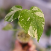 モンステラ・レガシー / Monstera deliciosa ‘Legacy'⑦