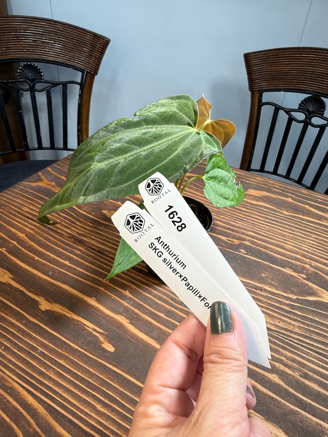 ★1628 アンスリウム　SKGシルバー×パピ×フォートシャーマン（2.5号プラ鉢）※葉破れあり