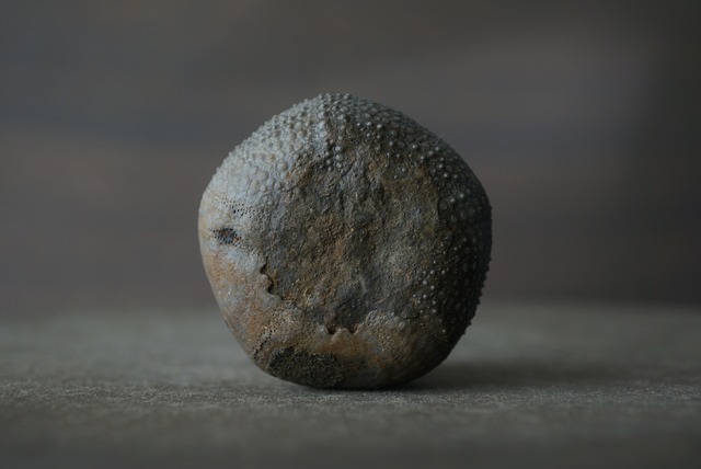 モロッコ産ウニ化石 Psephechinus daguini 1606