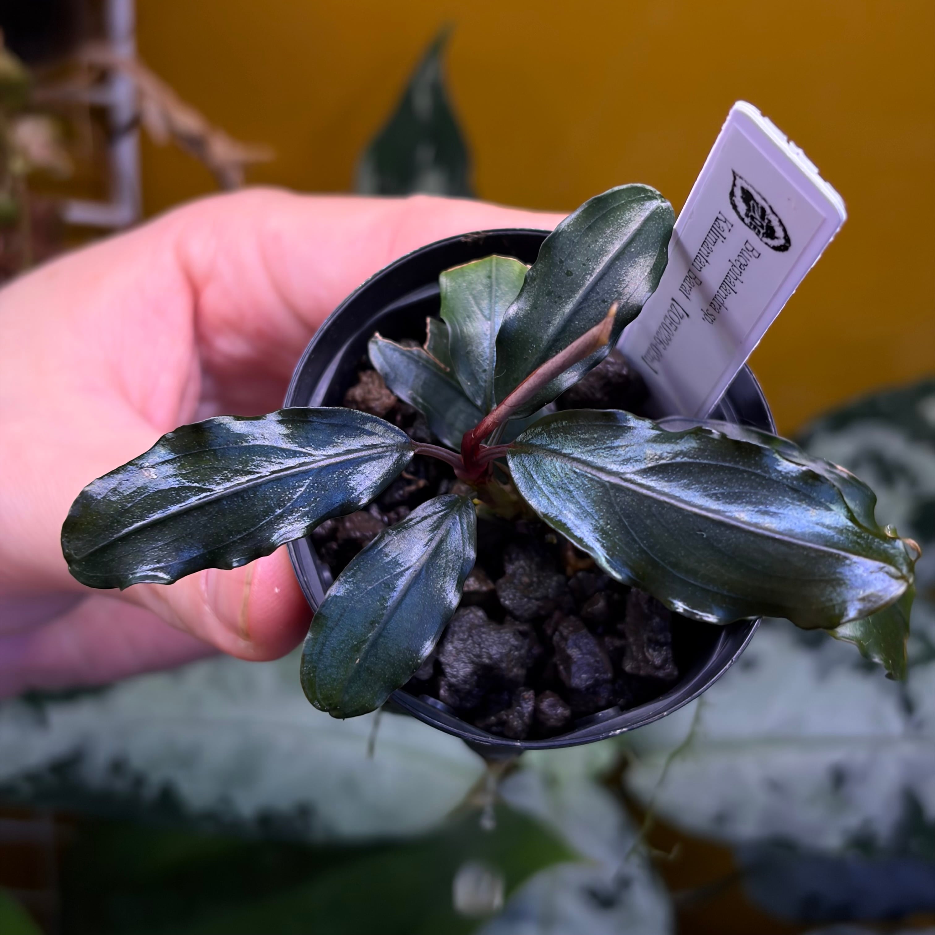 Bucephalandra ブセファランドラ | 熱帯雨林植物専門店 トイ吉園芸