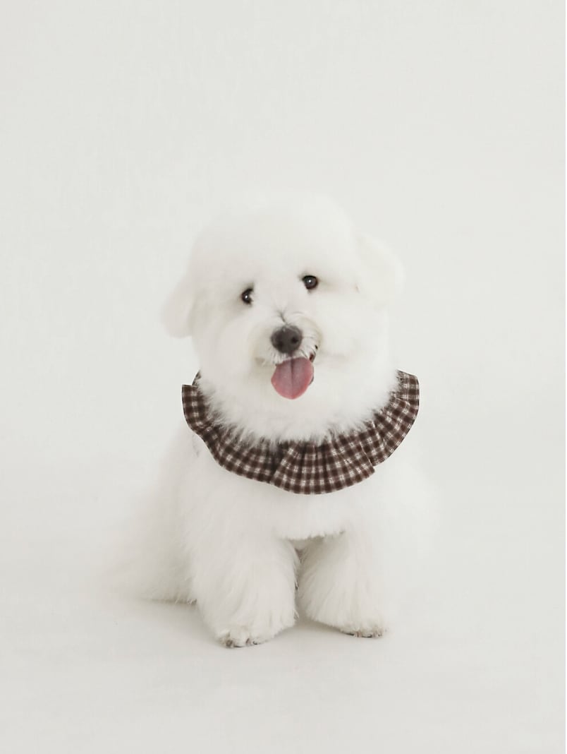 独占販売/予約【OHDIBS】capeness no.25 _ OHA Cozy check