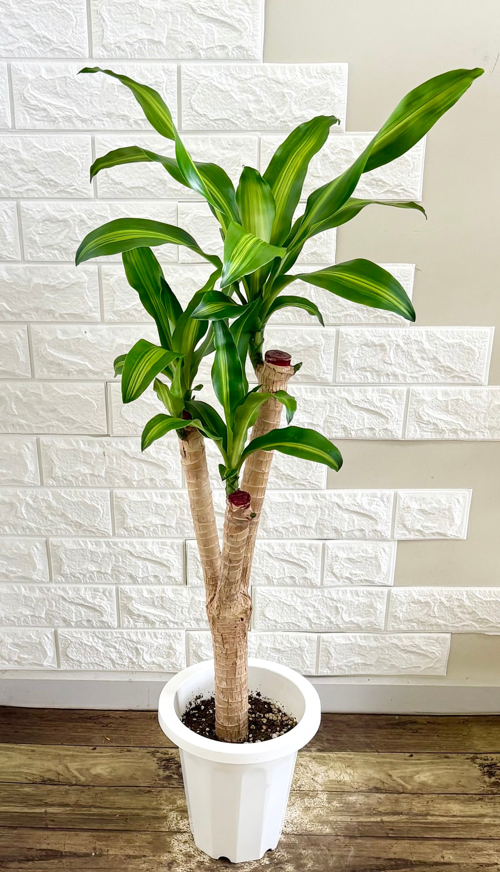 現品】希少 ドラセナカンボジアーナ リビングサイズ 観葉植物 | 観葉
