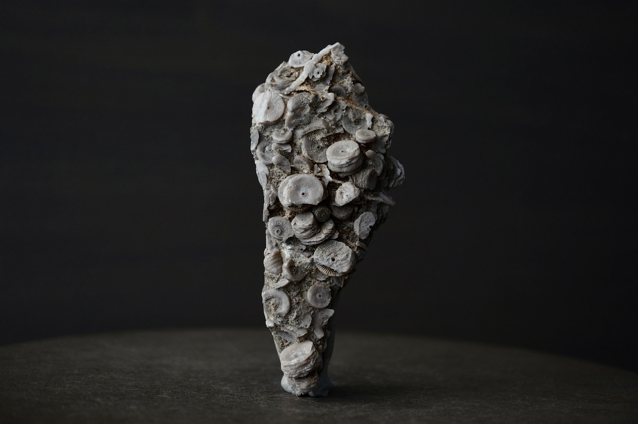 雲南省産ウミユリ化石 Crinoid Fossil 1959