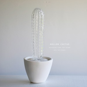 hollow cactus　ブラウニー