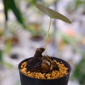 Stephania kaweesakii / ステファニア・カウィーサキ⑰ / 観葉植物<育て方・花言葉>