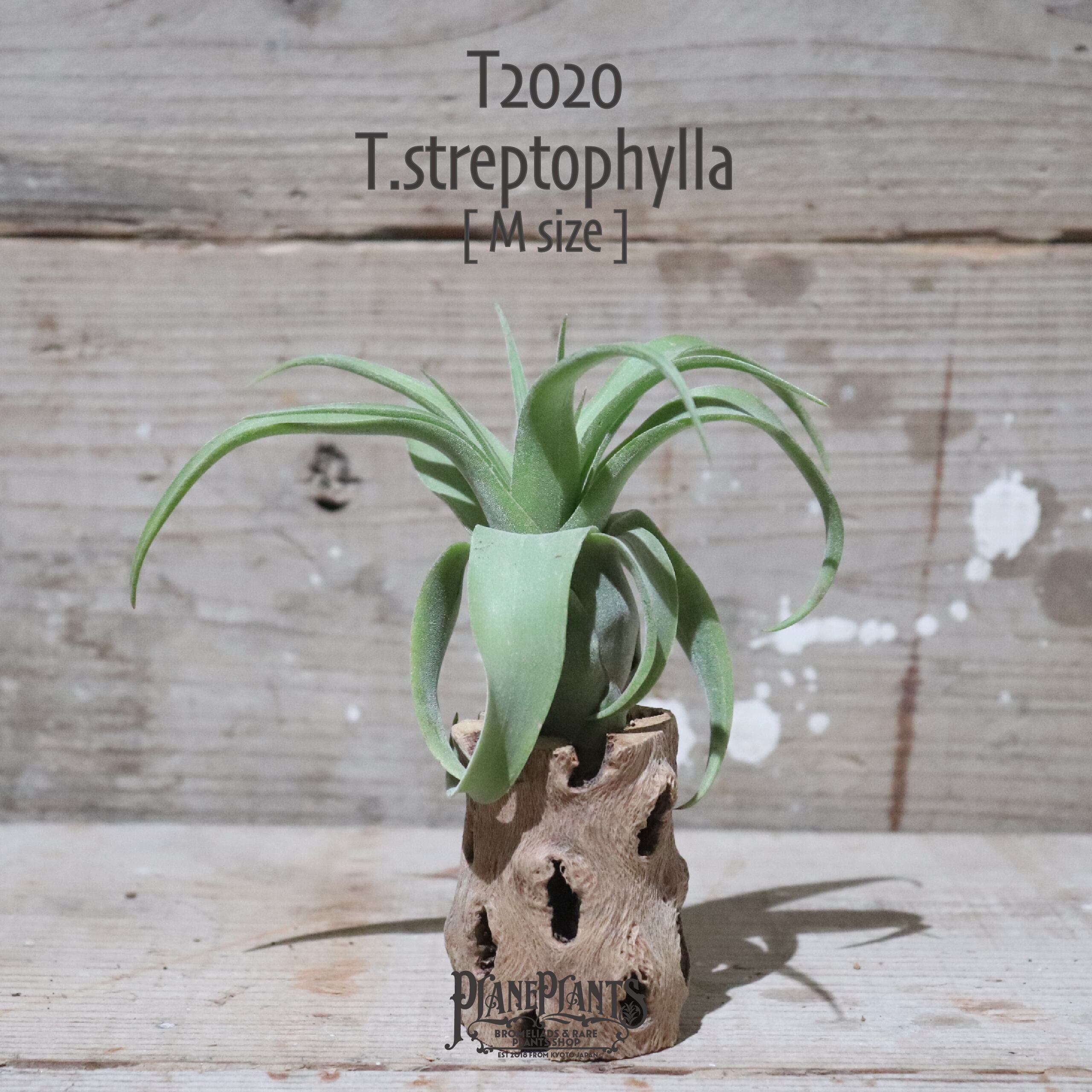 【送料無料】ストレプトフィラ M〔エアプランツ〕現品発送T2020