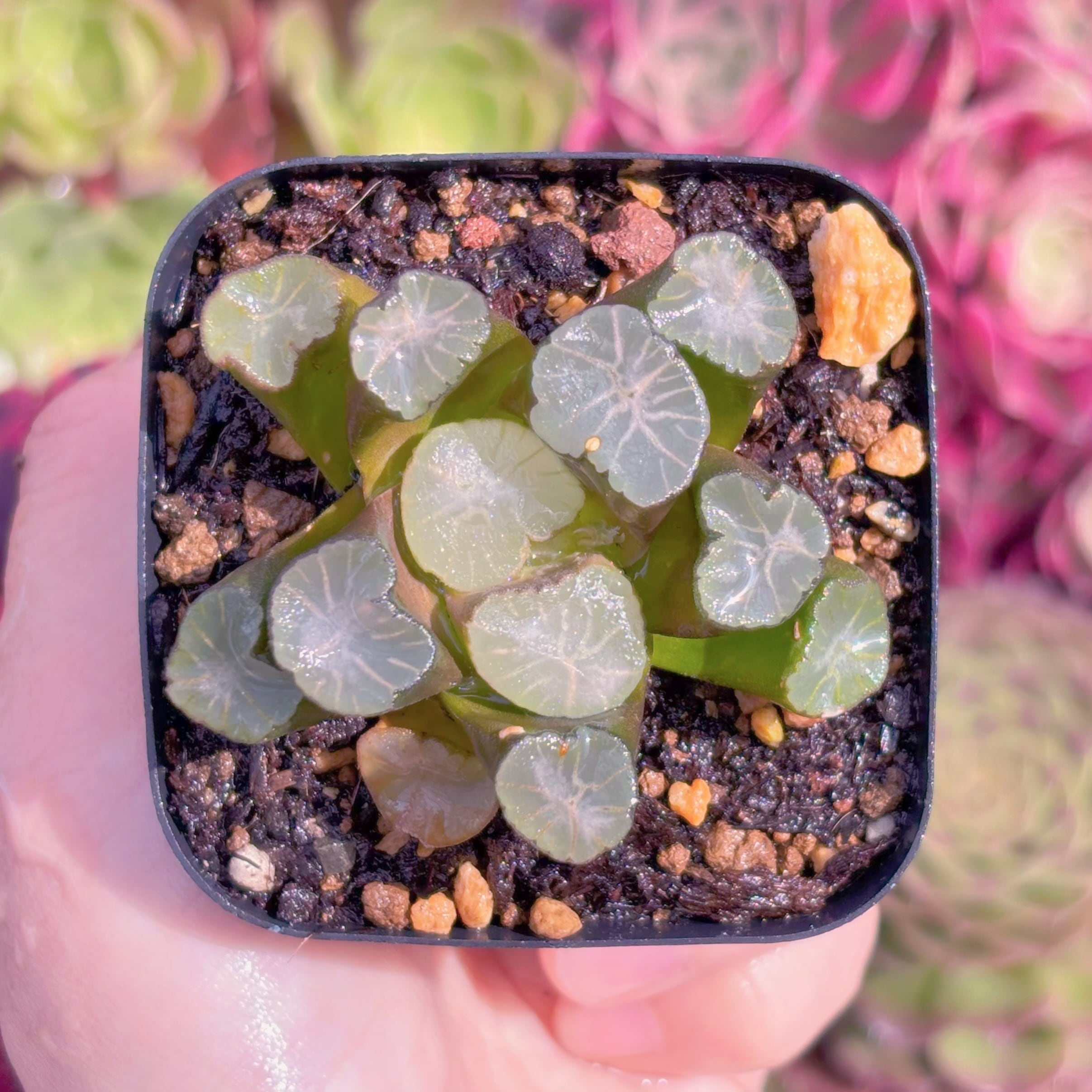 多肉植物　万象　新入荷　るる農園