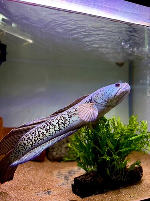 チャンナバルカ