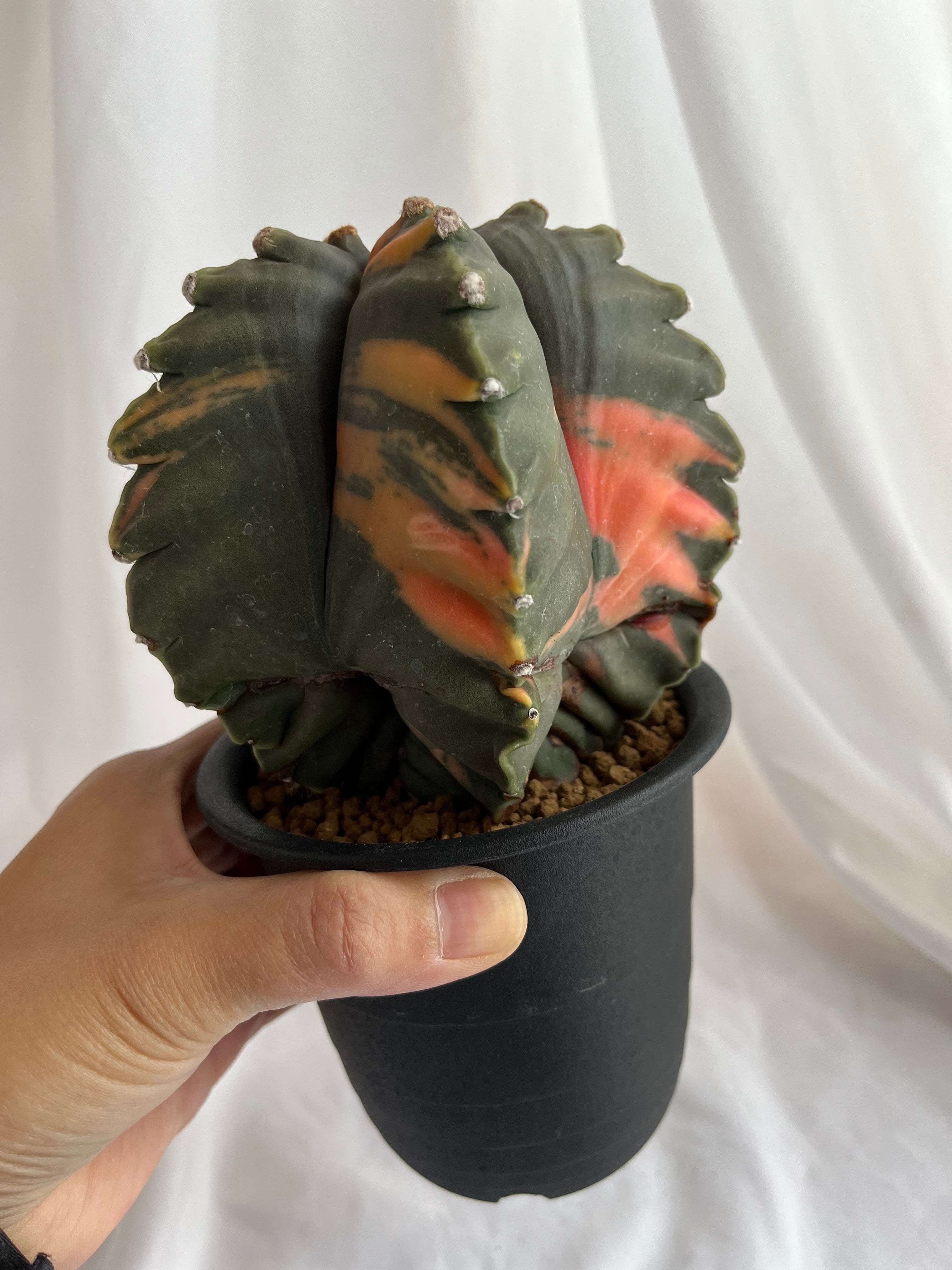 Astrophytum myriostigma アストロフィツム 亀甲ヘキラン錦 ランポー玉