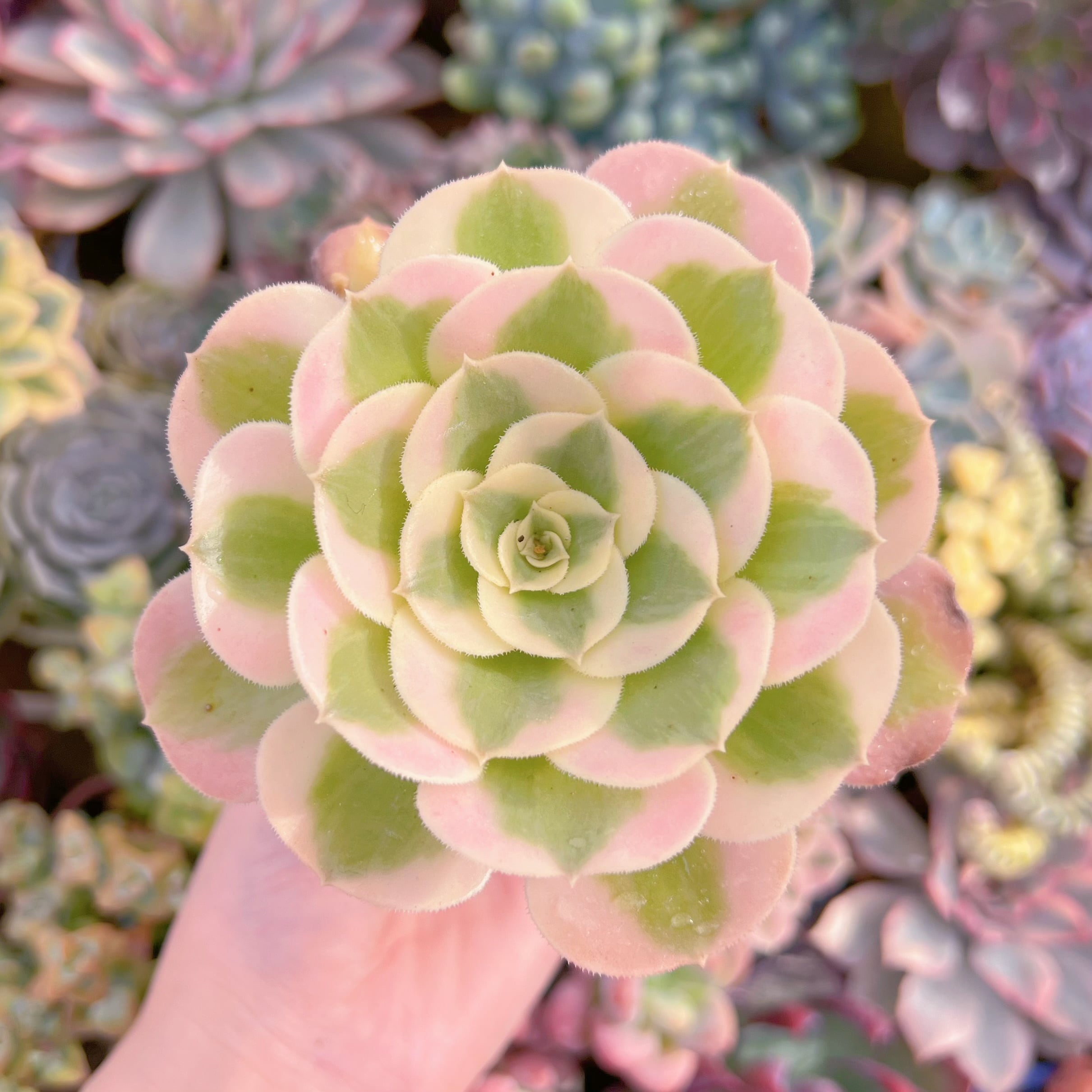 現品　アフラダイティ#689　るる農園