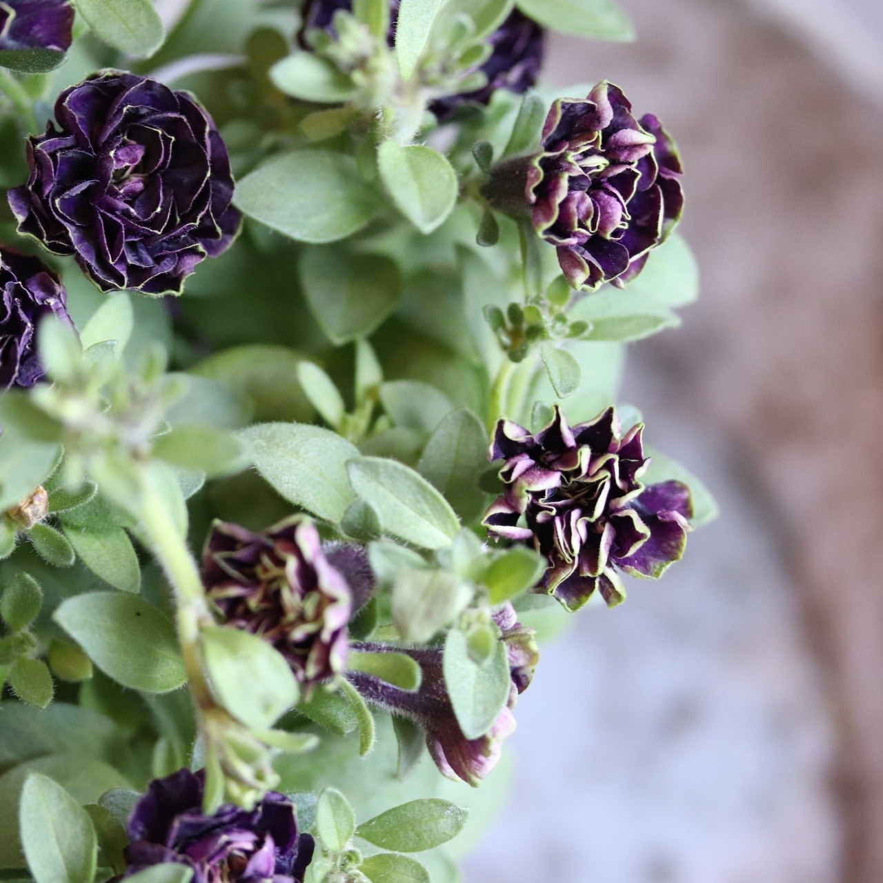 mondimanche ペチュニア湘南パティカーノ・ヴェルデ｜新色の暑さに強いお花　希少　１株で大きく広がる