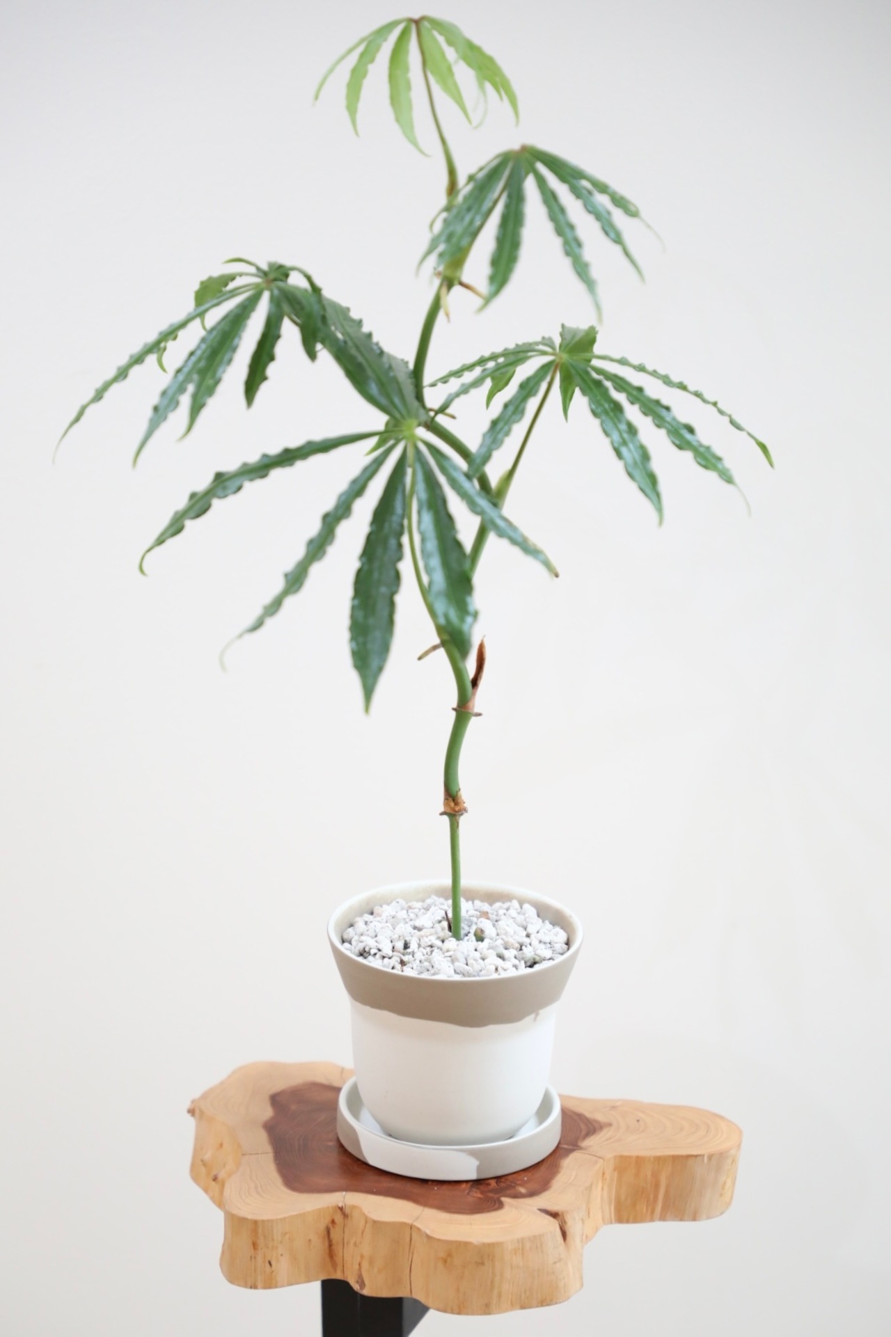 【M】アンスリウム ポリスキタム/Anthurium polyschistum ※陶器鉢付き