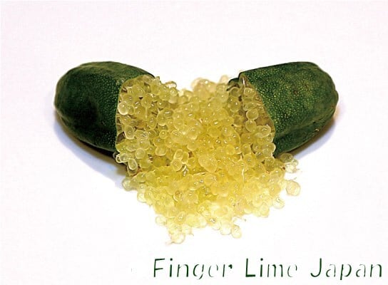 フィンガーライム FLAVOURLY GREEN フレバリーグリーン 1年生15