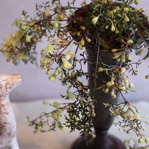 mondimanche　寄せ植え　ペトリエトールカップ｜寄せ植え　届いてすぐ玄関に飾れる 　プレゼントにもオススメ　