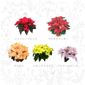 ポインセチア 4号Cポット