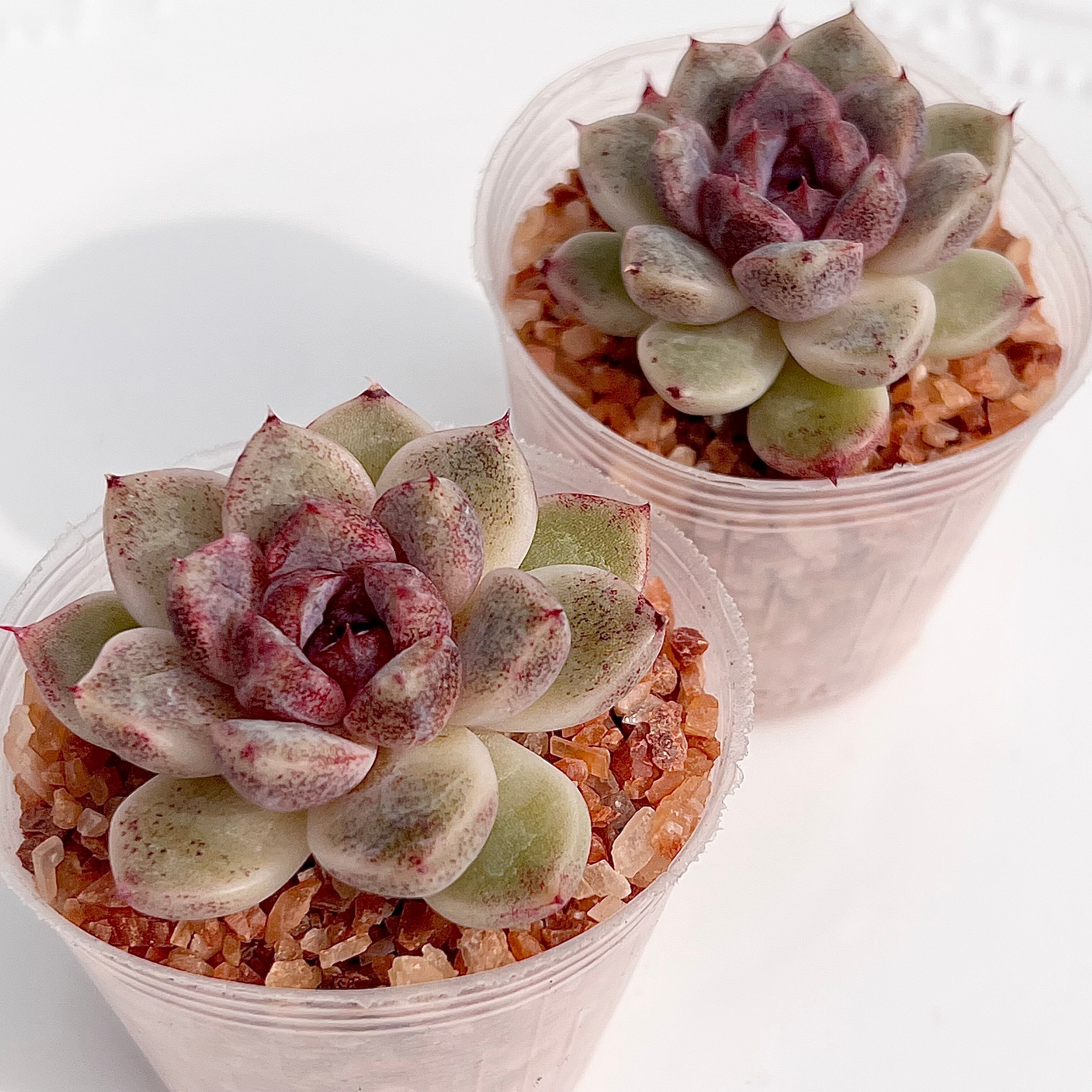 Astrophytum myriostigma アストロフィツム 四角ヘキラン ランポー玉