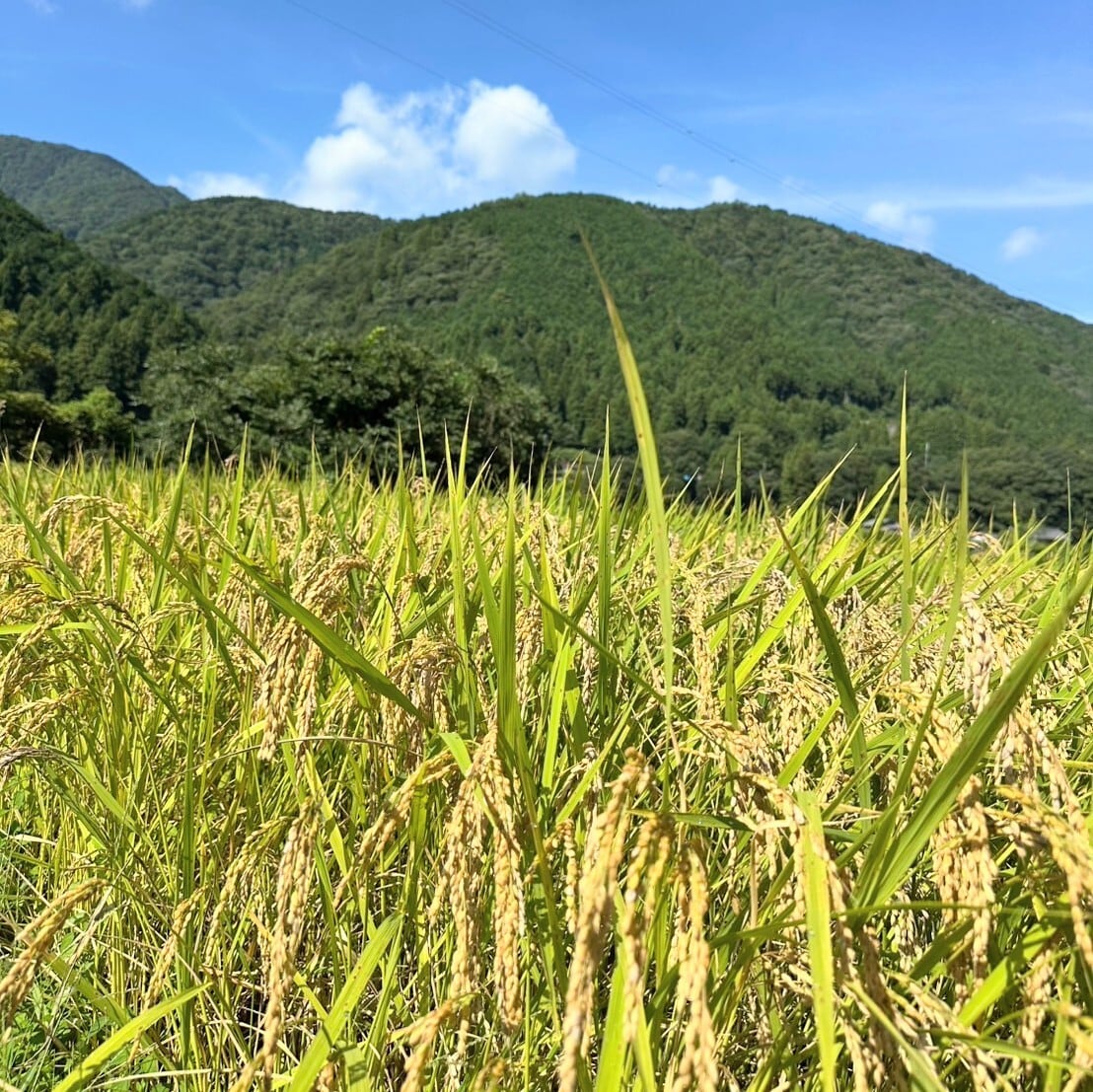 岐阜県根尾産・令和7年新米【減農薬・特別栽培コシヒカリ】安穏米 5kg