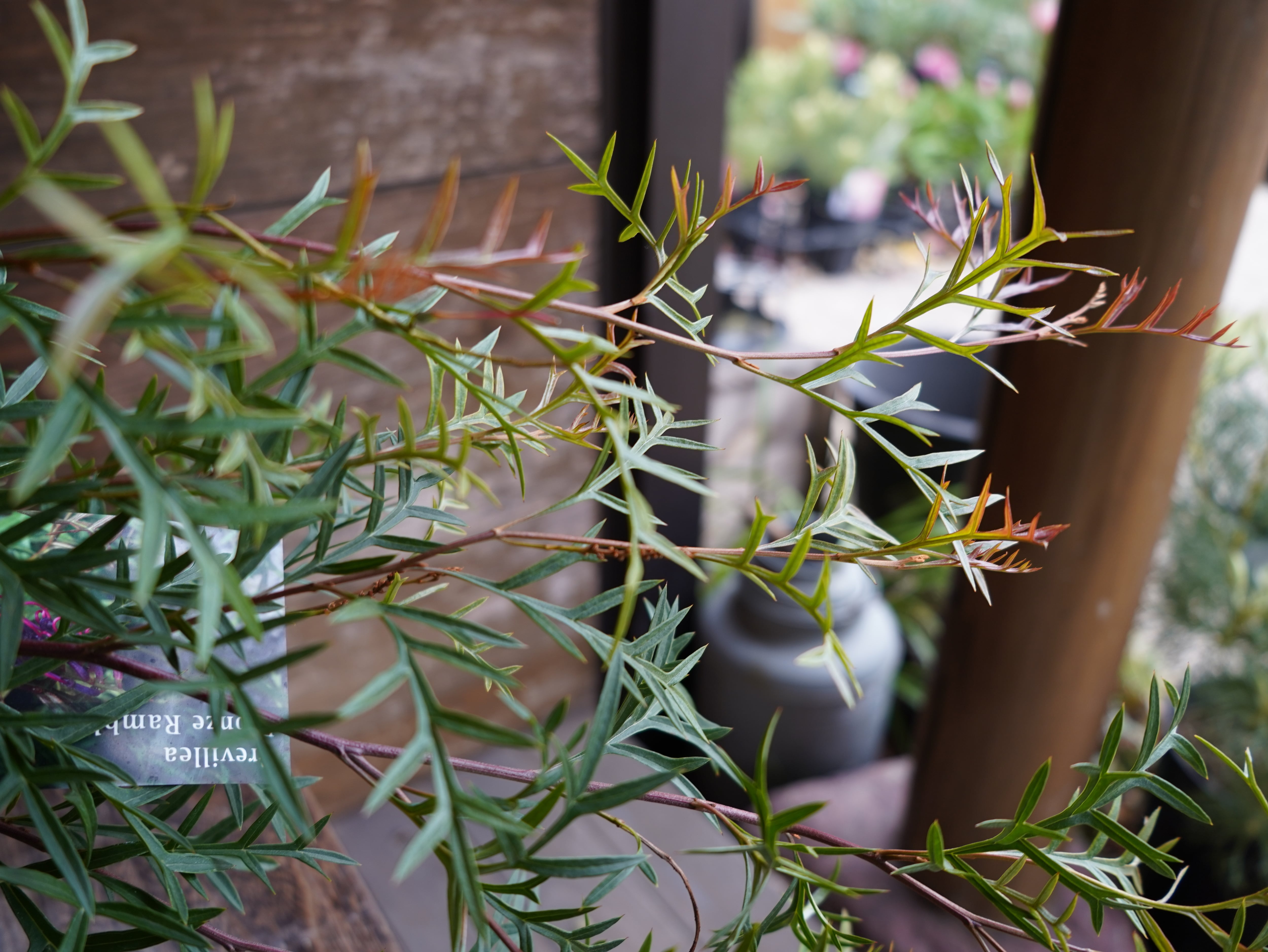 【現物】グレビレア ”ブロンズランバー” B