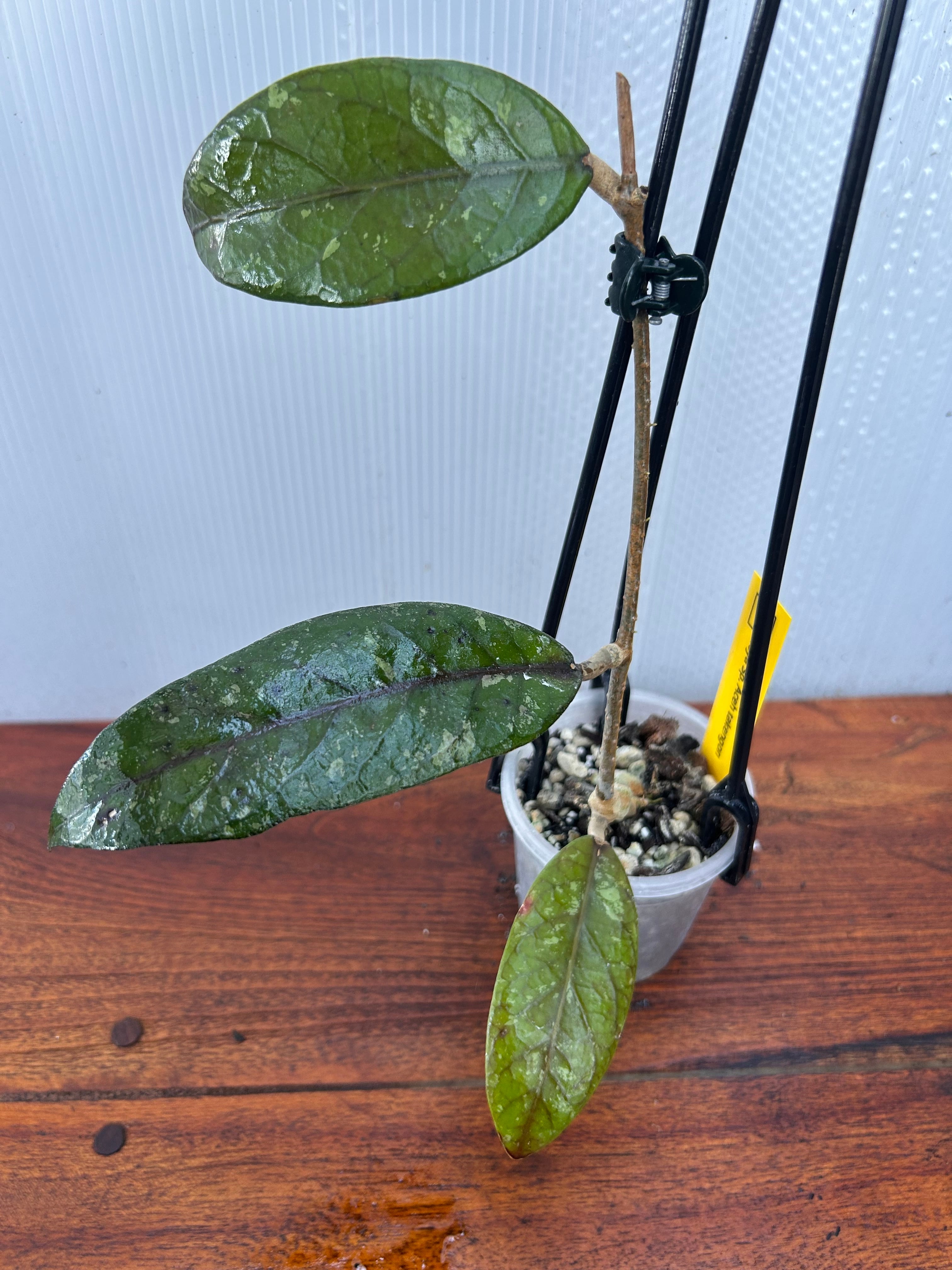 Hoya | BALI-AN 園芸