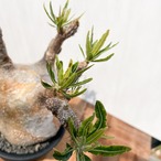 Pachypodium Gracilius【パキポディウム・グラキリス】