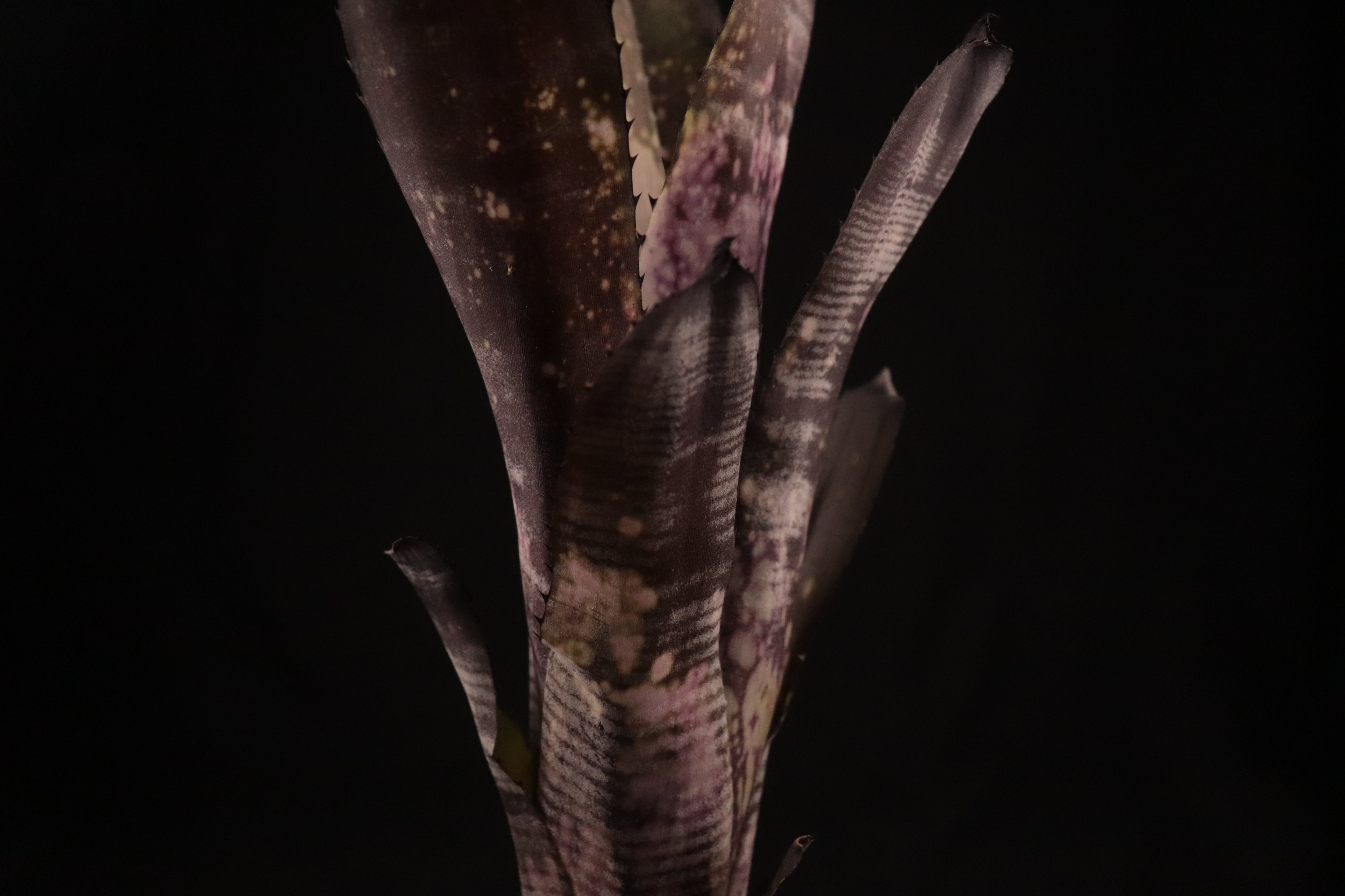 送料無料】Billbergia 'Mucho Mas'〔ビルベルギア〕現品発送B0165
