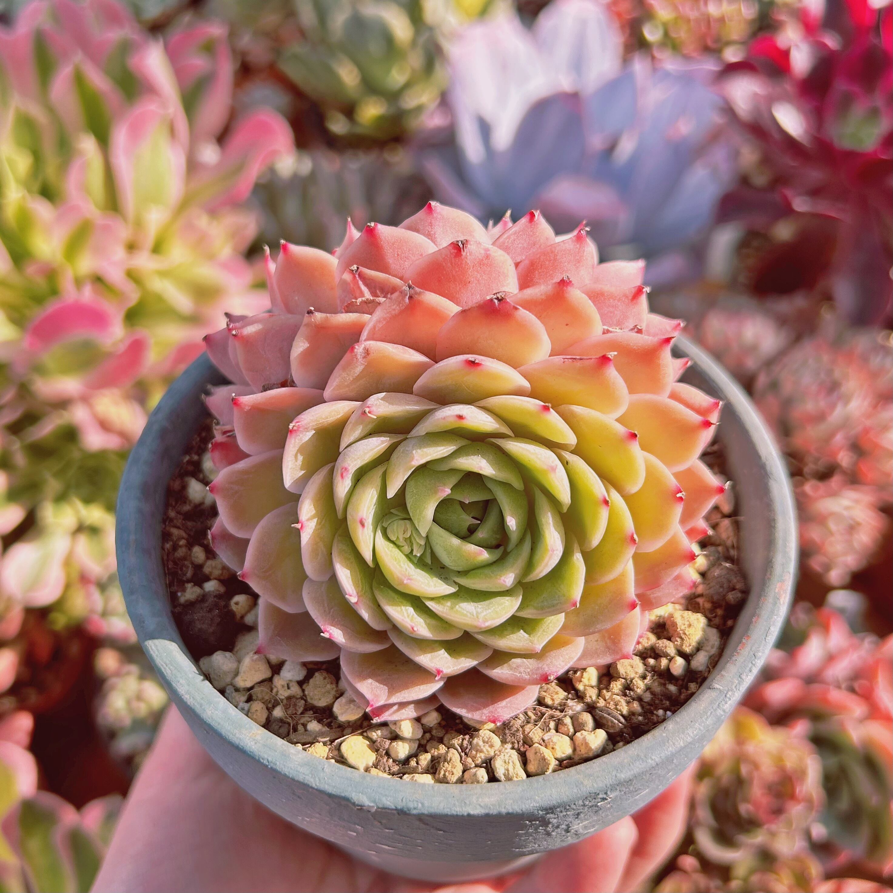 多肉植物【ヴァッションエボニー】抜き苗 多肉植物【ヴァッション