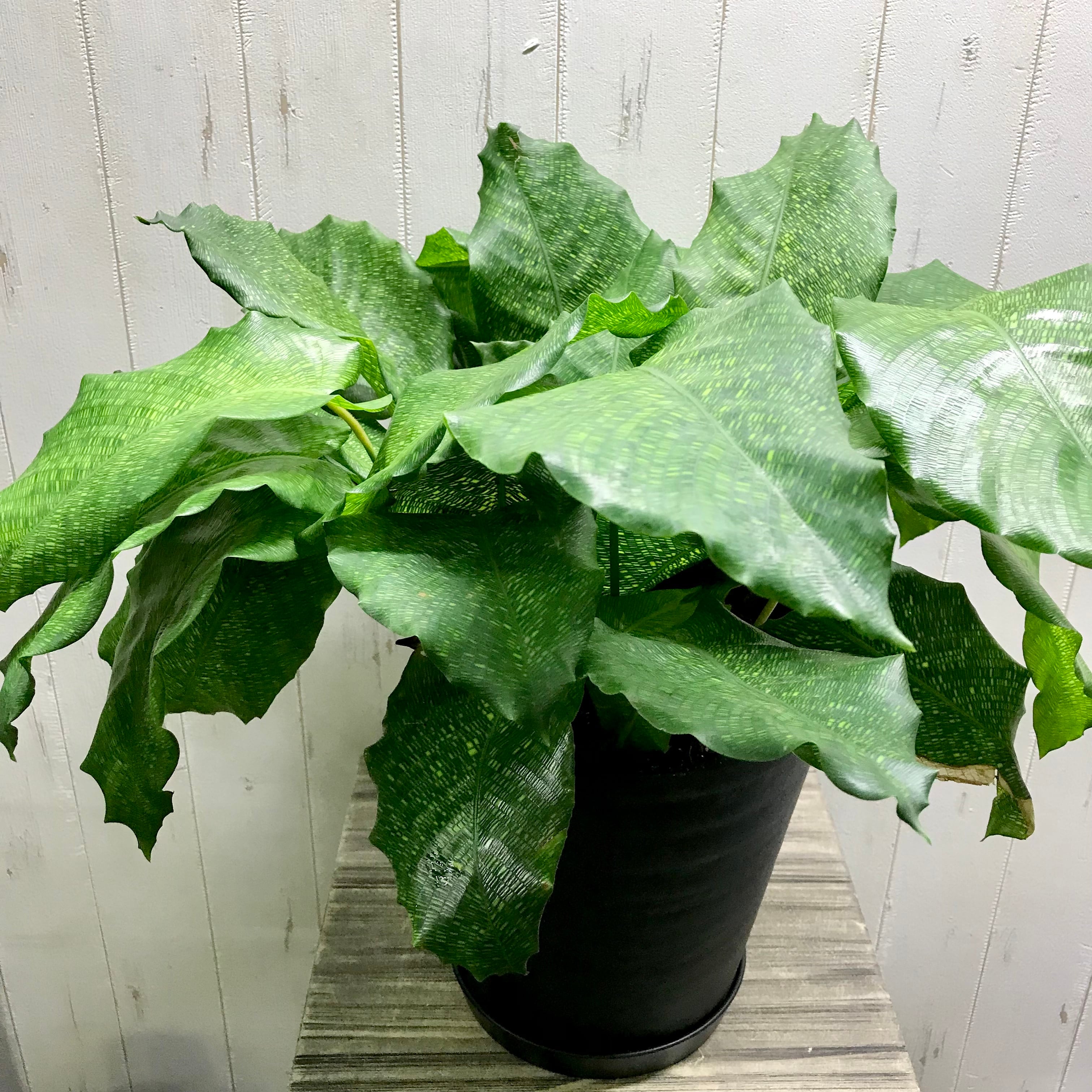 観葉植物 カラテア ムサイカ斑入り モサモサ株 希少