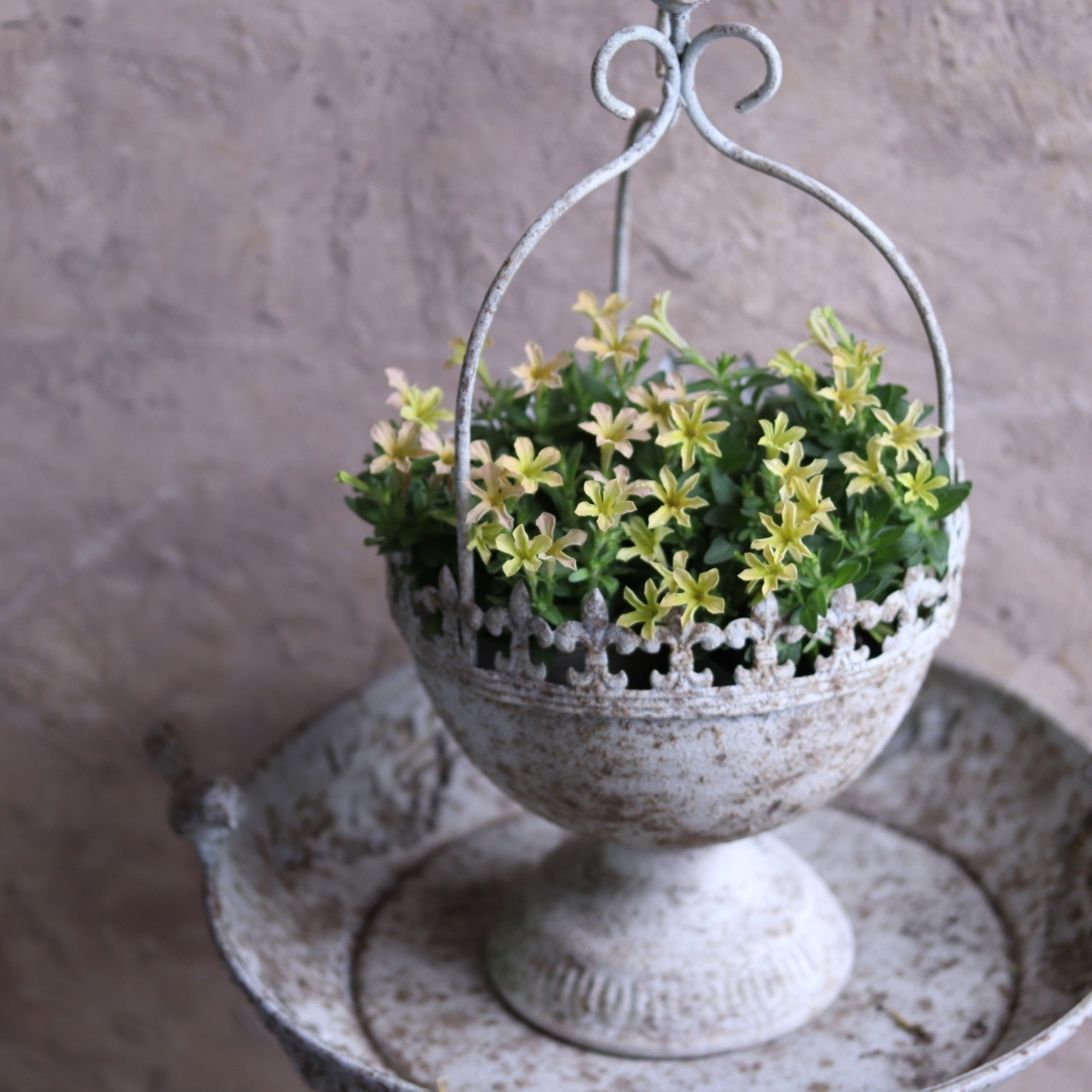 mondimanche ペチュニア　栄養系　Rin りん　イエローベージュ｜小さなお花　暑さ、雨に強く寄せ植えにオススメ