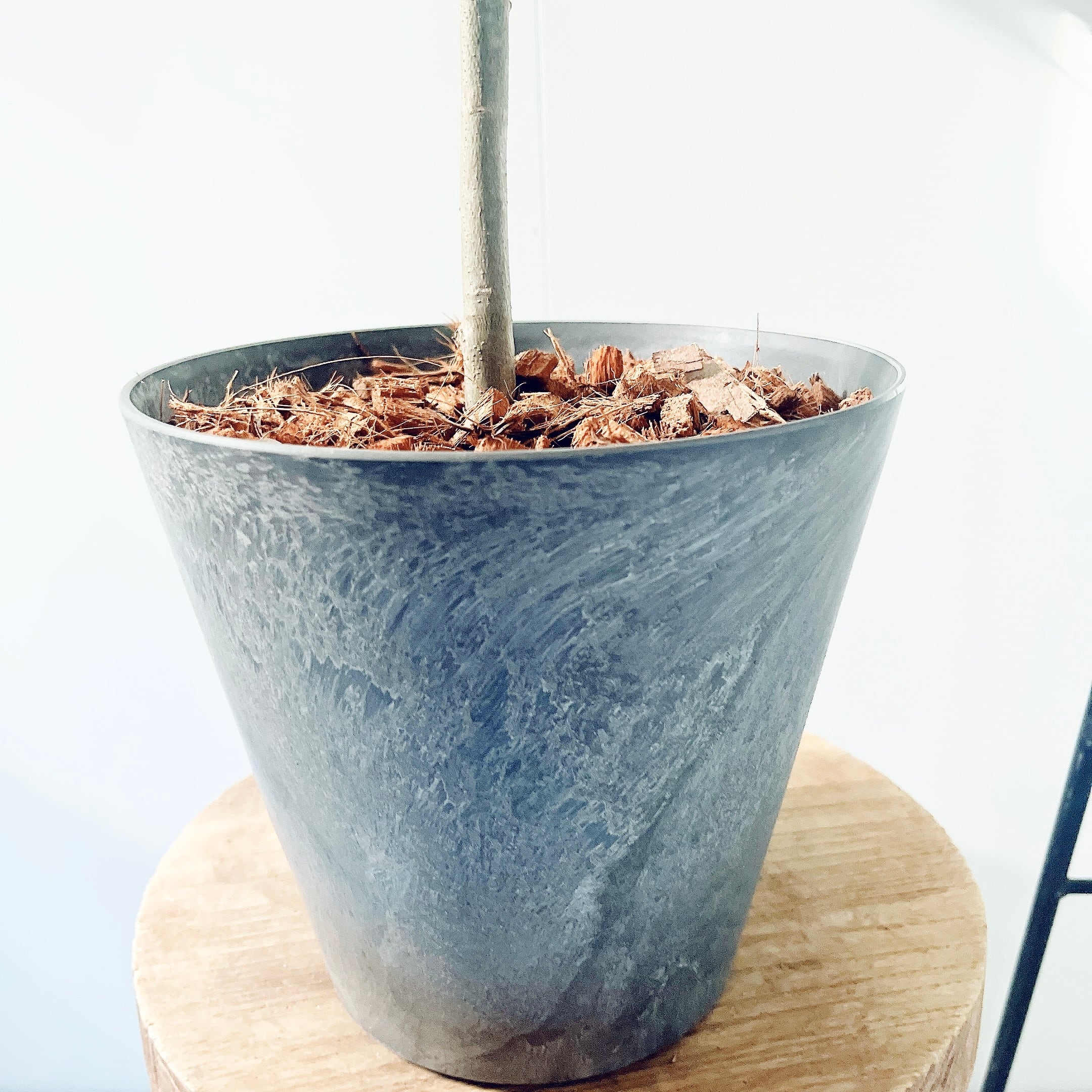 特A品】オリーブ チプレッシーノ Lサイズ 観葉植物 calm cafe | calm