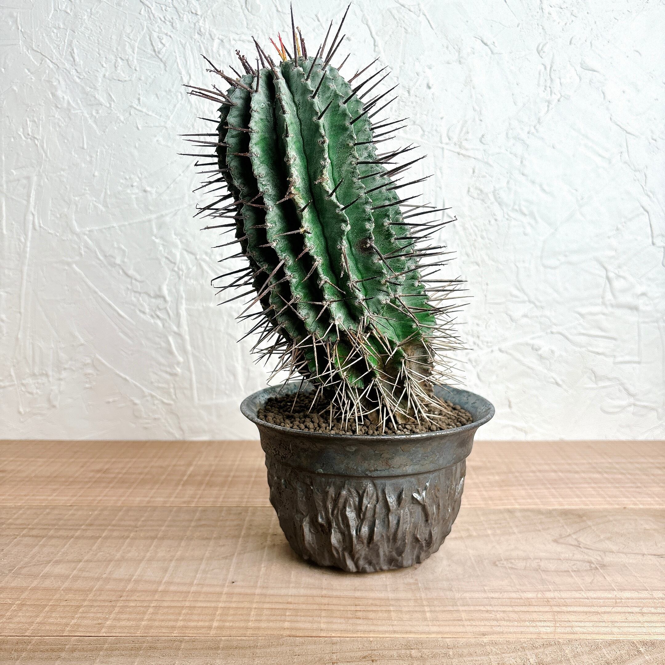 ユーフォルビア ホリダ × 宮下将太鉢 ユーフォルビア バリダ × 宮下将