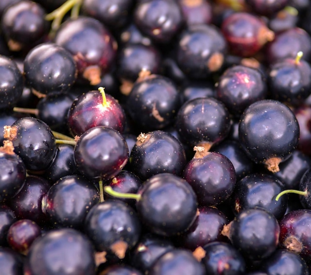 New EC限定 到着日 11月7日(金) *季節限定* 仏産カシス ショコラブランバニーユマダガスカル 抽選申込