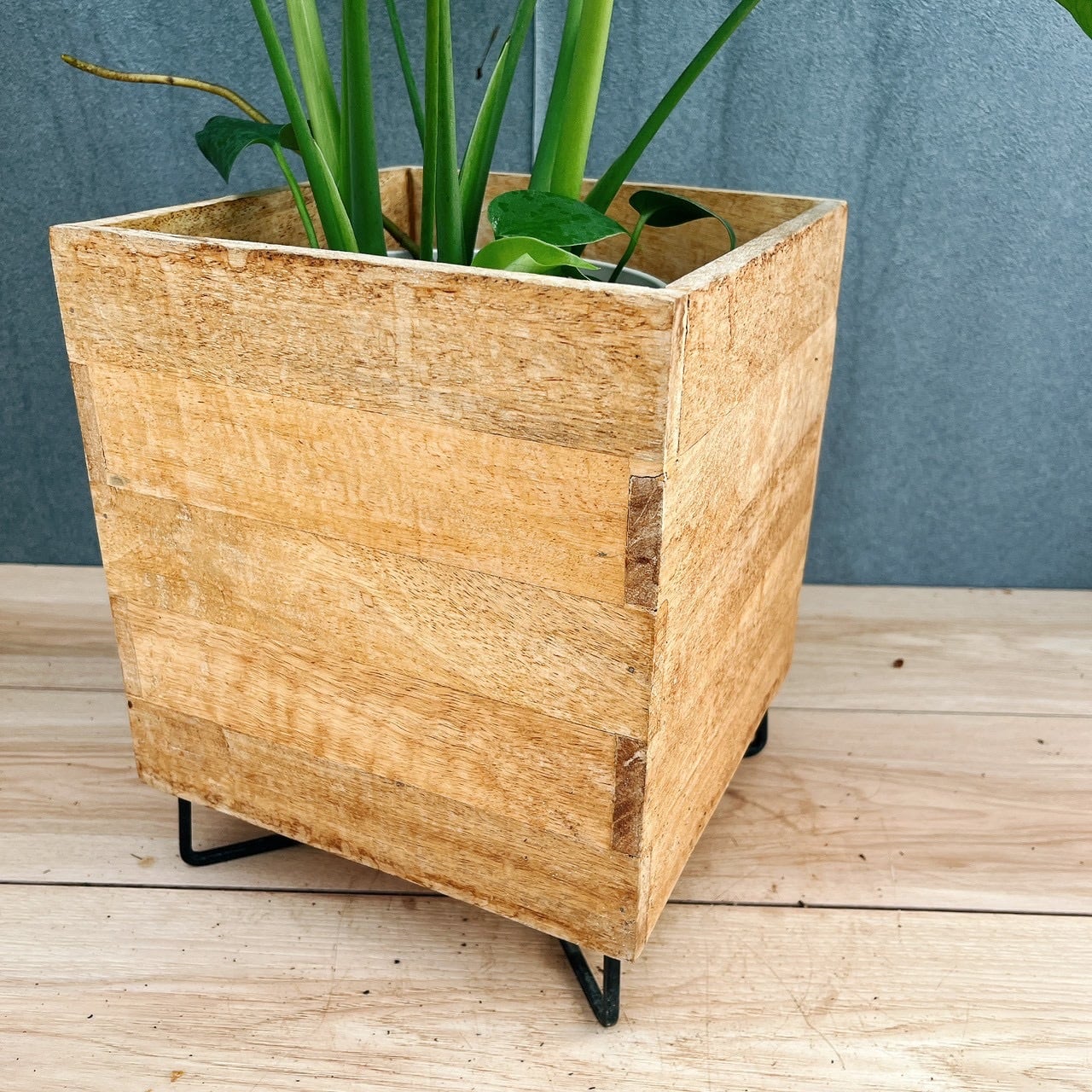 在庫］☆鉢カバー付き☆ モンステラ 6号 観葉植物 室内 育てやすい