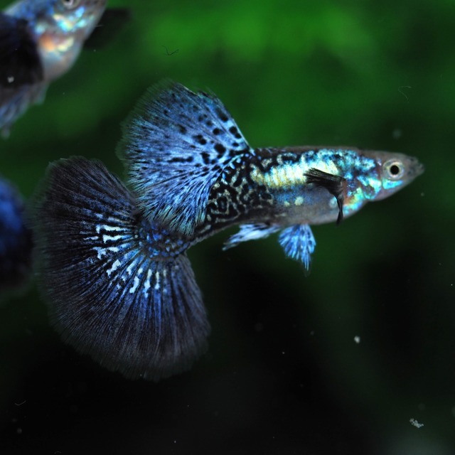 【現物】プラチナブルードラゴン　1ペア＋おまけ1ペア(No.2)