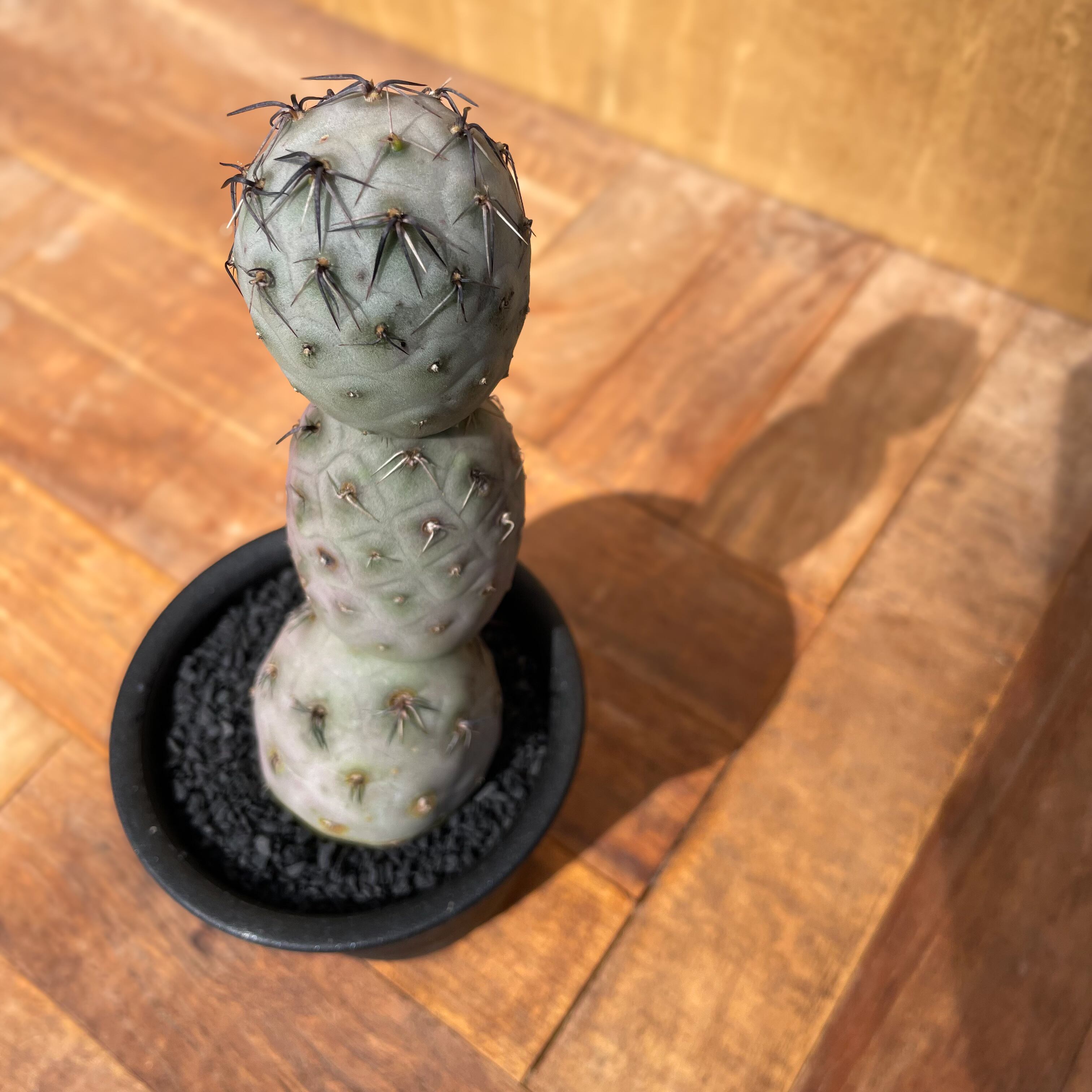 Tephrocactus geometricus【テフロカクタス・ゲオメトリクス