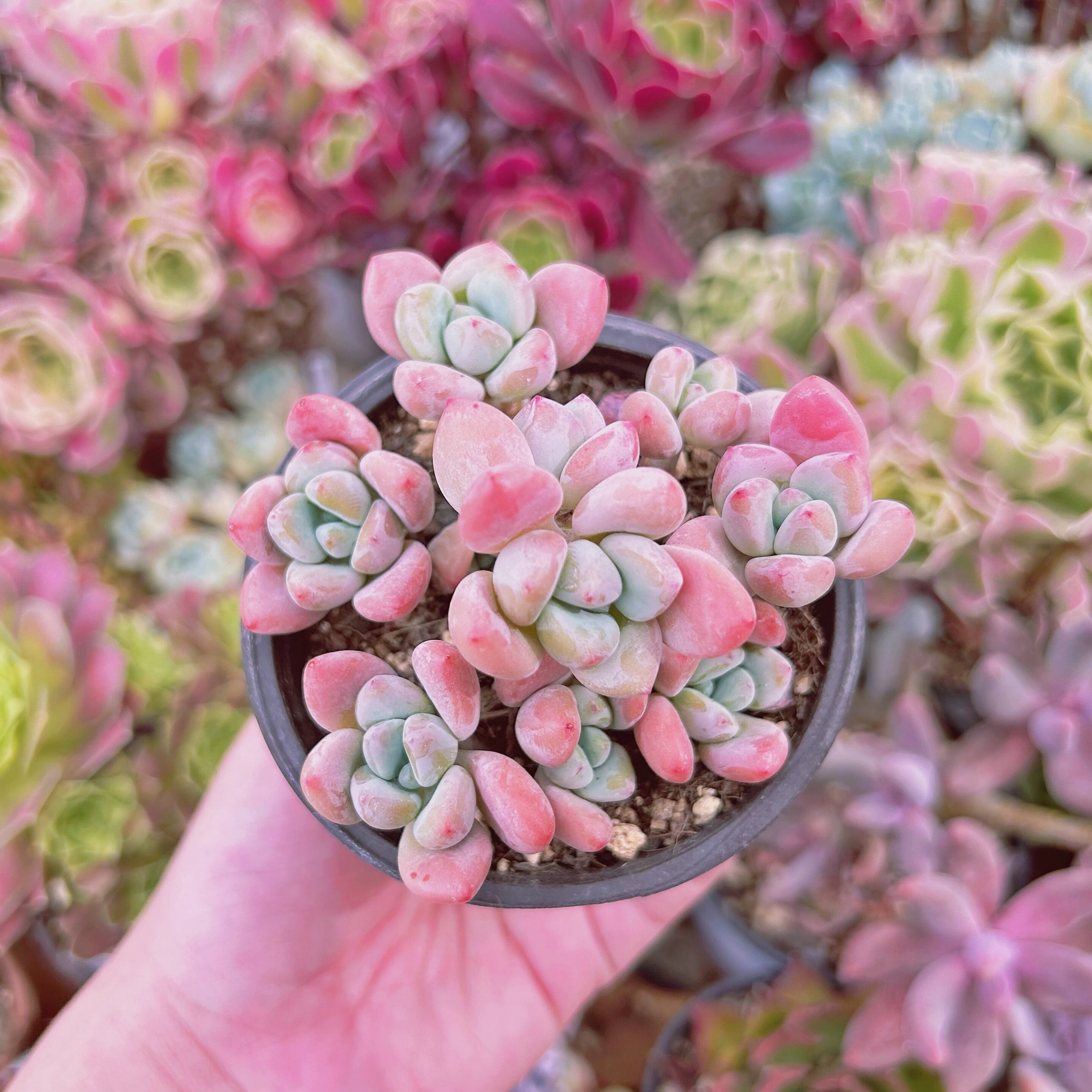 #1151現物　多肉植物　マカロン　抜き苗