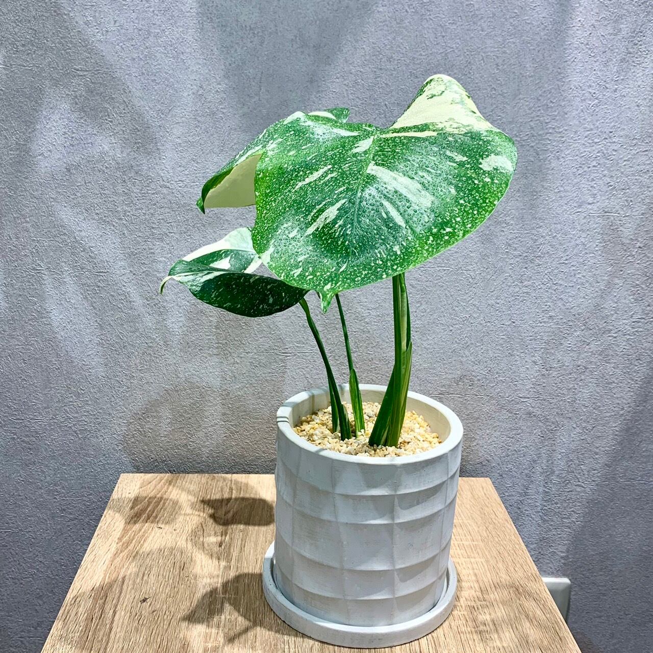 観葉植物 【個体お任せ】モンステラ タイコンステレーション 5号 
