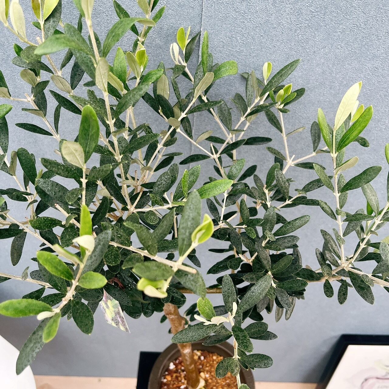現品］93番 創樹 オリーブ ルッカ 6号 観葉植物 大型 屋外 オリーブの
