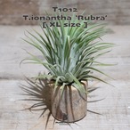 【送料無料】イオナンタ ルブラ XL〔エアプランツ〕現品発送T1012