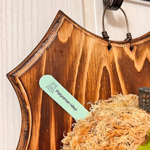 ビカクシダ リドレイ 板付 【観葉植物 室内 コウモリラン】