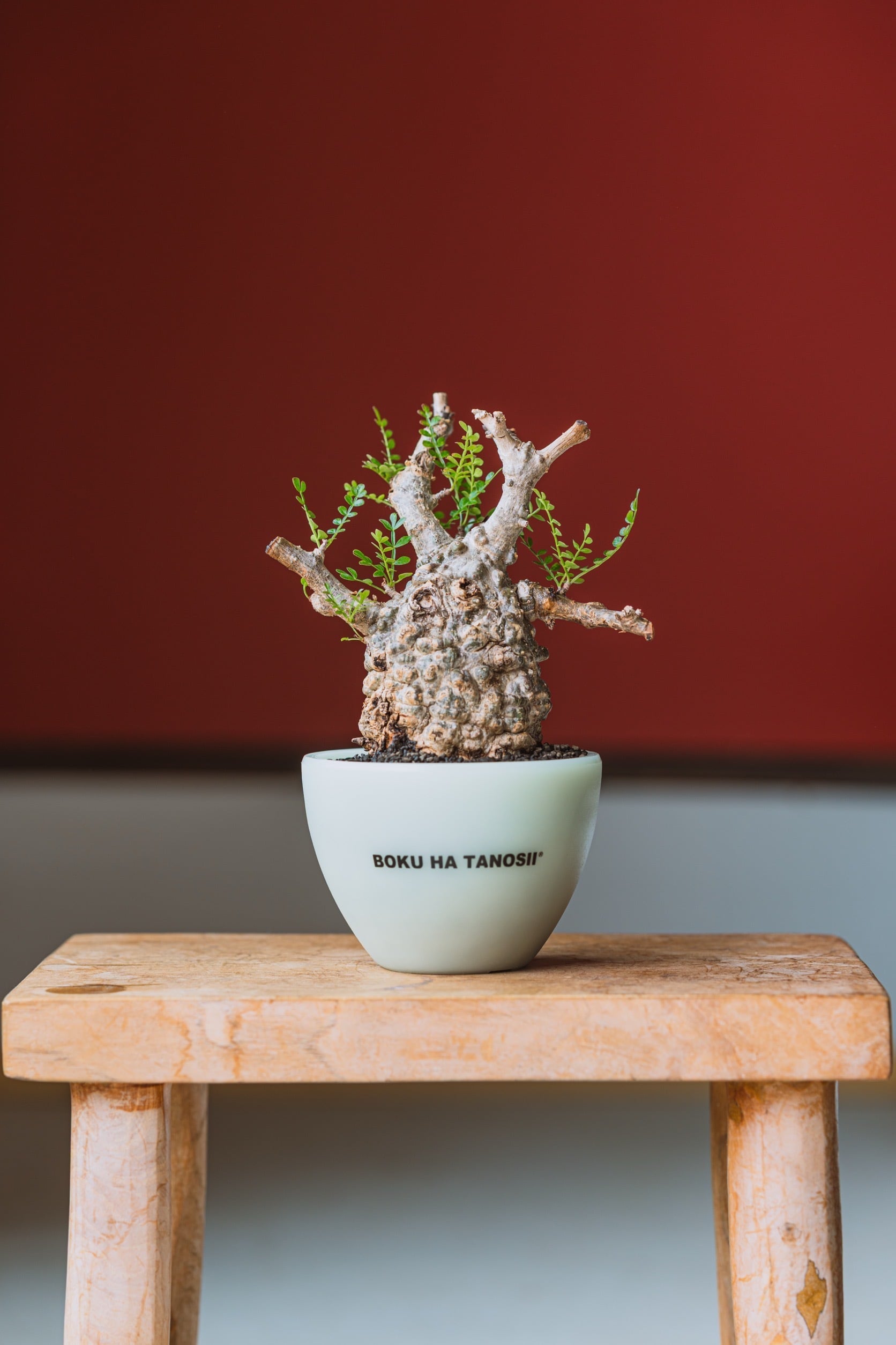 塊根植物 -caudex- | 青坊主-aobouzu-