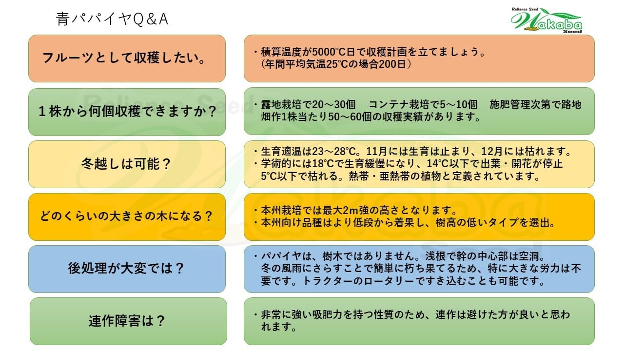 青パパイヤ種子「アスリート10粒」 | wakabaseed