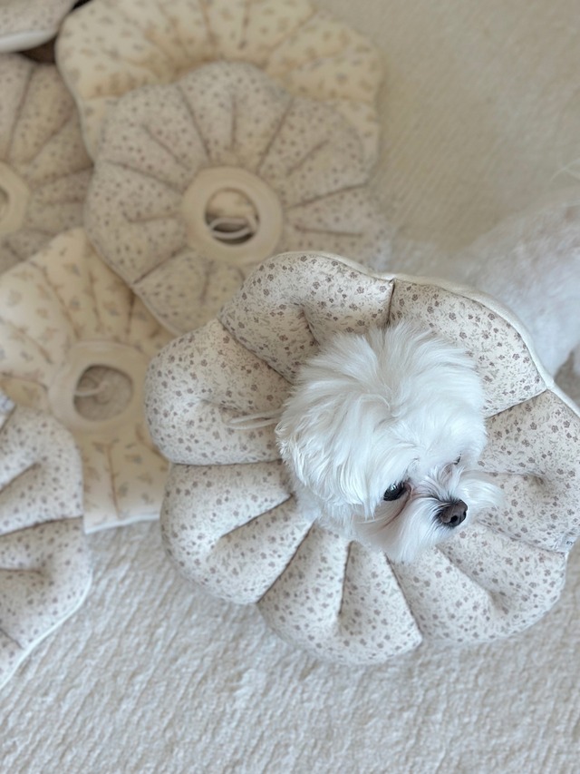 〈即納アイテム〉EYOU /ピオナネックカラー ソフトブロッサム Mサイズ