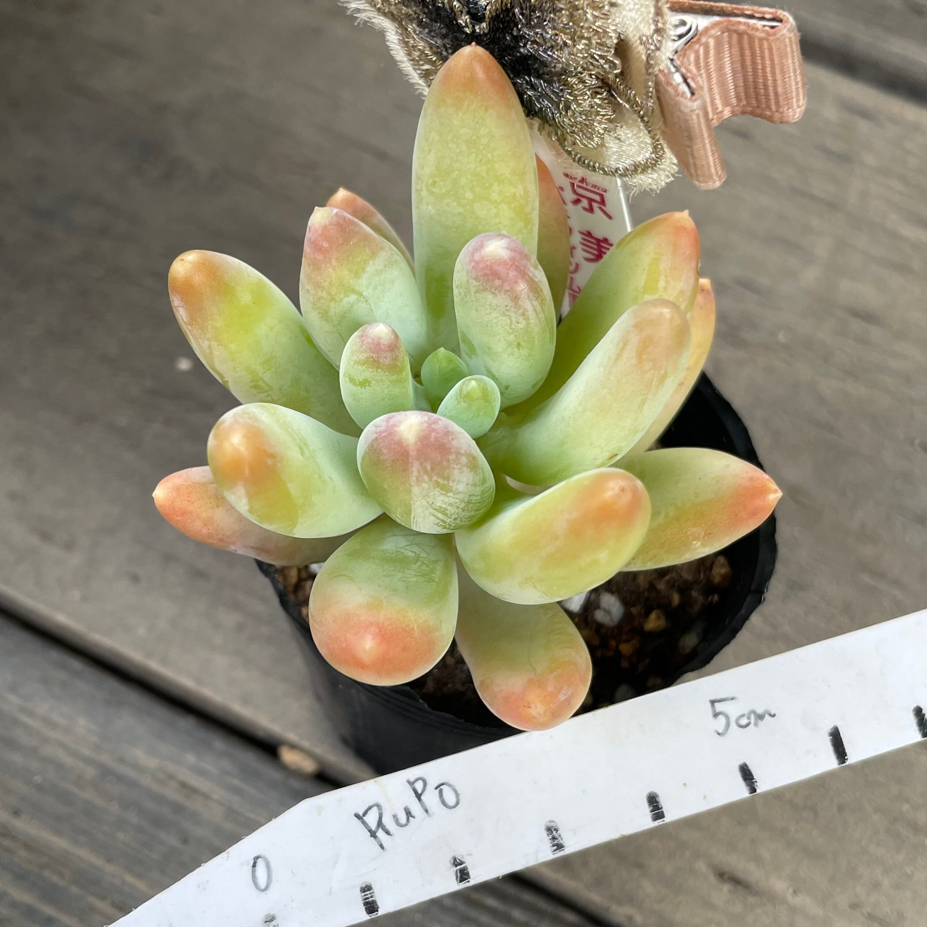 専用！多肉植物^o^  美人さん2種セット 専用！多肉植物^o^ 美人さん2種セット 【公式通販】